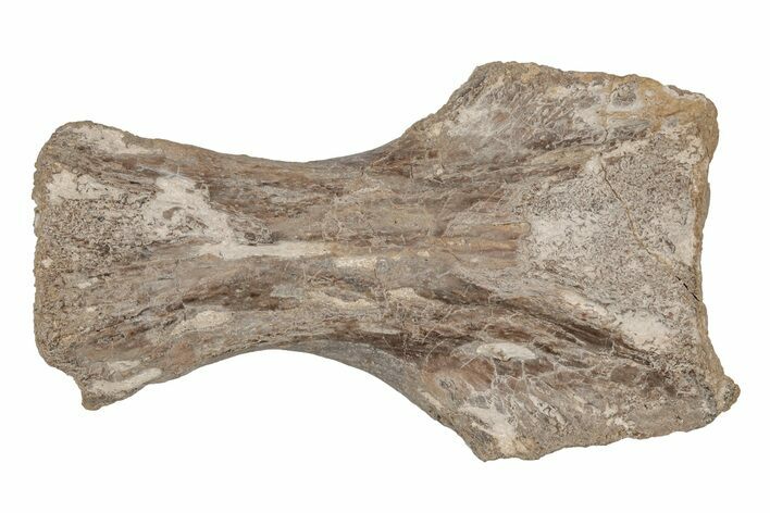 Cretaceous Fossil Turtle (Toxochelys) Dorsal Shell Bone - Kansas #218748